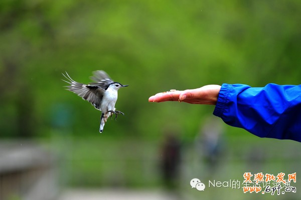 寶貝詳情設計、首頁以及流量